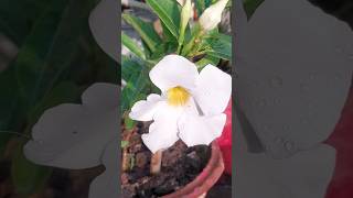 mandevilla flowers plantterracegardening youtubeshorts [upl. by Ramalahs]