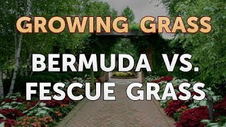 Bermuda vs Fescue Grass [upl. by Mathews]