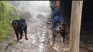 Angry dogs barking effect sound Tibetan Mastiff  Bhote Kukur [upl. by Cinom]