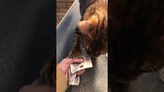 BENGAL KITTEN STEALS MONEY RALPH THE BENGAL OUTSTANDING BENGAL CAT WILDEST BREEDS UK [upl. by Liemaj143]