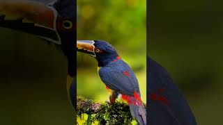 Meet the Tufted Coquette The Vibrant Giant Hummingbird of Central and South America [upl. by Yemirej]