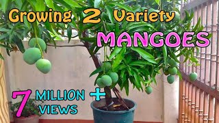 Grafting Two Different Variety Mangoes in a Single Mango Plant [upl. by Alejo]