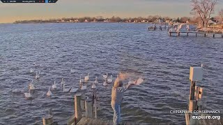 Friday Morning Tundra Swan Feeding and a choppy Feed  Chesapeake Osprey Nestexploreorg 2024 01 12 [upl. by Aleunam]