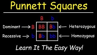 Punnett Squares  Basic Introduction [upl. by Llevol]