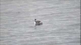 Little Grebe amp Blacknecked Grebe movie [upl. by Nnylear]