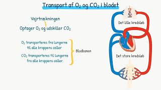 Respirationssystemet Transport af ilt og kuldioxid i blodet [upl. by Anuayek550]