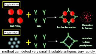 Agglutination Inhibition Test  How Pragnency Test Kits Work  Haemagglutination Inhibition Assay [upl. by Farman970]