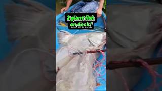 Epic We’ve got 2 giant fish on deck fishing giantfish fypシ゚ shorts [upl. by Daney]