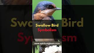 Swallow Bird Symbolism spiritualawakening swallosymbolism [upl. by Nreval]