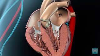 How do heart valves function [upl. by Aborn]