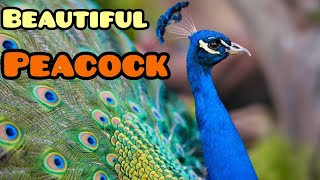 Most beautiful peacock  peafowl in the world beautyofnature  peacock Urdu  hindi [upl. by Oringa]