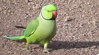 Feral Indian Ringneck Parrot Problem （⌒▽⌒） [upl. by Yanaj]