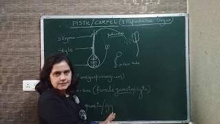 pistilcarpelgynoecium Structure of pistilcarpel Gynoecium of a flower [upl. by Aerdnac35]