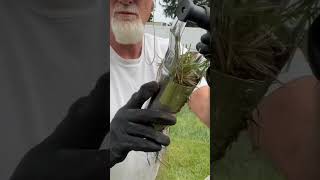 How to make zoysia plugs with a bulb planter  zoysia [upl. by Assillem]