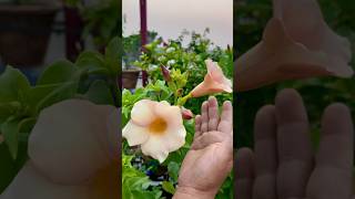 Allamanda Plant Cuttings Grow shorts ytshorts gardening allamanda [upl. by Glaab652]