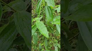 Cinnamomum zeylanicum Nees quế thật gia vị thơm cay ngọt ấm Vị thuốc quý [upl. by Coumas]