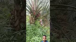 Palm oil Tree Garden fruit shorts [upl. by Rolan]