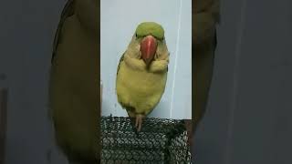 🕊️😊❤️🐤🕊️🤗parrotparrotsoundtalkingparrotcutebirdsmittobirdsindianringnickytshortsshortfeeds [upl. by Jea]