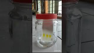 Thin Layer Chromatography of Curcumin [upl. by Clarita]