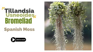 Tillandsia Usneoides Bromeliad  Spanish Moss Bromeliads  Old Mans Beard [upl. by Osmond]