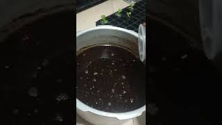 Adding calcium nitrate on sterilized cocopeat domengrows hydroponics [upl. by Huan763]