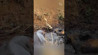 A Tense Encounter The Hippo Wild Dogs and the Trapped Impala [upl. by Jacquetta140]