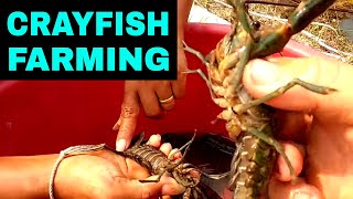 Breeding CRAYFISH Successfully In Tanks amp Ponds Home SetUp [upl. by Tartaglia]