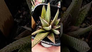 Haworthiopsis Limifolia plants succulant succulentsplanterspot garden aloevera shorts short [upl. by Gorton199]