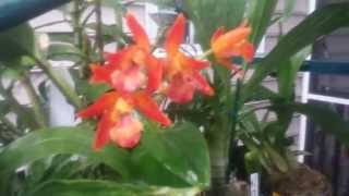 My Outdoor Orchids [upl. by Bois]