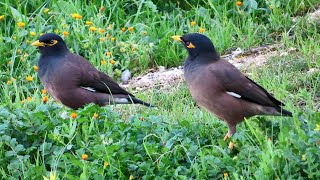 Common myna bird song Indian maina sound mynah singing [upl. by Somar851]