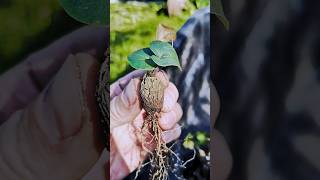 Dioscorea elephantipes 🌱 fromseed gardeninglife houseplantsplantcommunity greenhouse garden [upl. by Irrol]