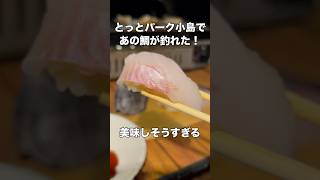 釣りキャンプで〇〇鯛釣れた！！寿司が美味すぎるとっとパーク小島 釣り キャンプ飯 [upl. by Kandace]