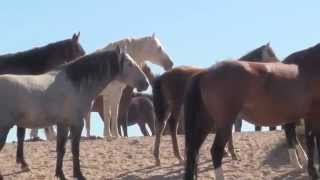 WILD HORSES  CAVALLI SELVAGGI III°part [upl. by Waverly]