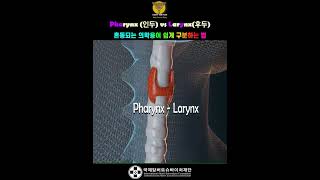 Pharynx 인두 vs Larynx후두  혼동되는 의학용어 구분하는 법②연상암기법 [upl. by Yrotciv]