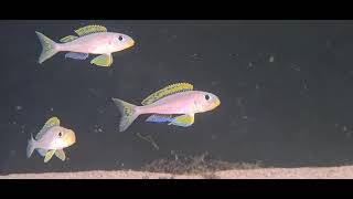 Xenotilapia flavipinnis nyanza lac [upl. by Horodko]