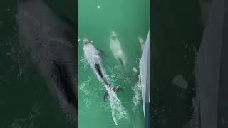 Hectors Dolphins in the Akaroa Harbour [upl. by Einahpehs509]