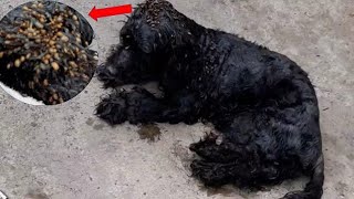 Rescue Poor Abandoned Dog With Thousands Of ticks [upl. by Nwonknu]