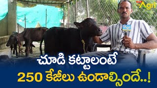 Buffalo Calf Feeding  చూడి కట్టాలంటే 250కేజీలు ఉండాల్సిందే Raithu Shakti Dairy Farm  Tone Agri [upl. by Seeto]