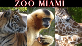 Visit Zoo Miami [upl. by Nefets]