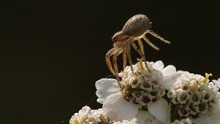 In the Sky quotballooningquot or quotfloatingquot webs made by young migrating spiders [upl. by Graff]