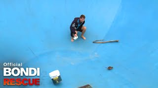 The Rat Rescue  Bondi Rescue S8 E7 [upl. by Euqinehs158]