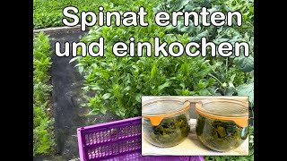 Spinat ernten und einkochen [upl. by Anerak]