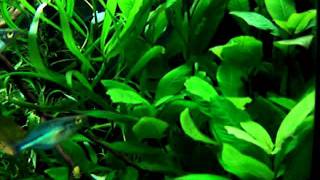 Hygrophila Corymbosa Siamensis pearling [upl. by Nwahsirhc]