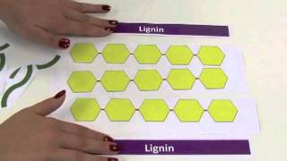 What is cellulose and how is it used to make ethanol [upl. by Haines]