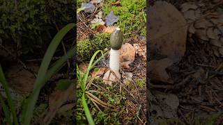 Parastie zemestauki  Common stinkhorn Phallus impudicus mushroom fungi shorts nature [upl. by Hersh]