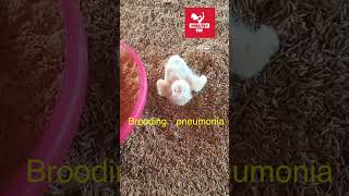 Brooder pneumonia in chicks poultrytek poultrytips aspergillosis shortsyoutube poultry [upl. by Joseph]