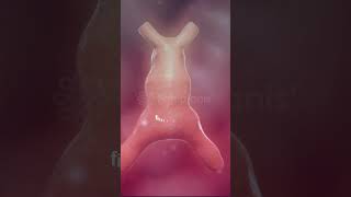 Incredible Heart formation 1st Heartbeat💖  Heart Embryology 3D heart pregnancy baby animation [upl. by Elime54]