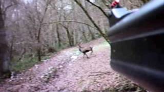 Chasse Cerf battue caméra embarquée  Redstag Hunt action cam [upl. by Mimajneb]