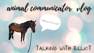 Animal Communication Vlog Talking to Elliot \\ [upl. by Yssac]