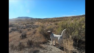 Easy like Friday afternoon  Wyoming Upland amp English Setters [upl. by Aramahs698]